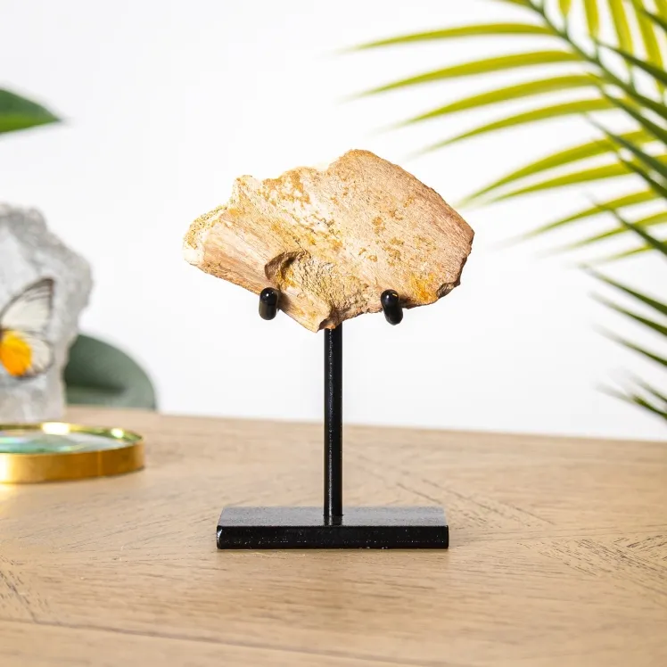 Dinosaur Bone Fragment Fossil on Stand