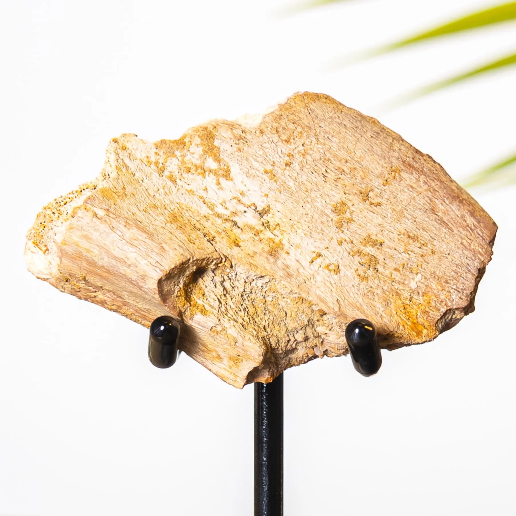 Minibeast Dino Bot Fragment Fossiel op Standaard