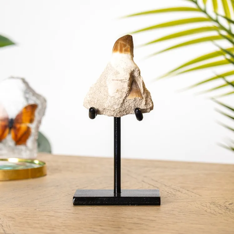 Mosasaur Tooth & Root Fossil on Stand (Phacops sp)