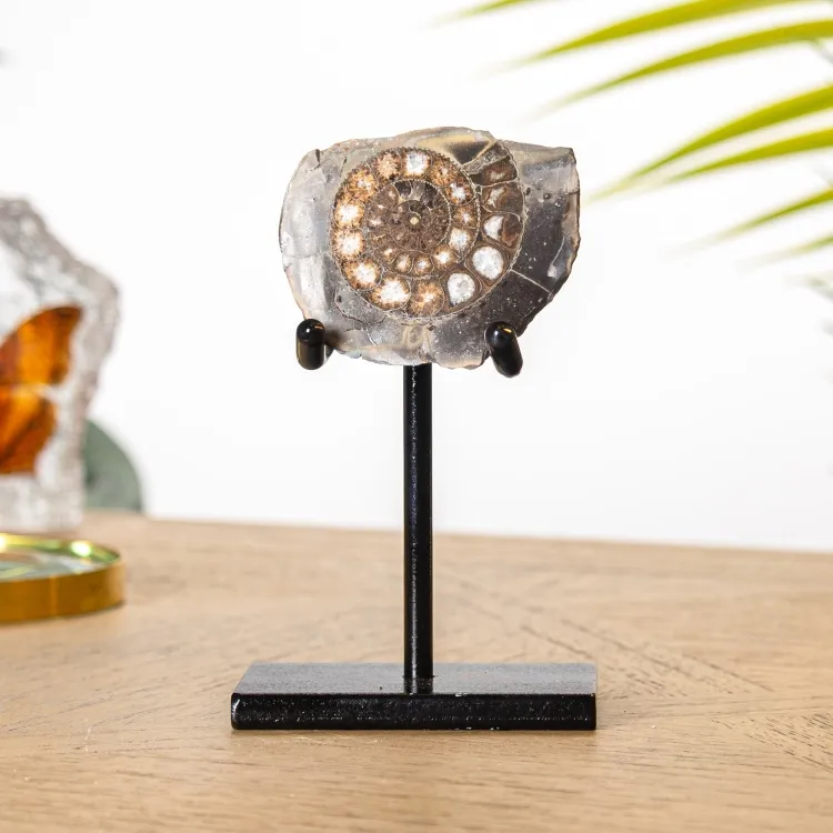 Dactylioceras Ammonite Fossil Cut & Polished on Stand (Dactylioceras sp)