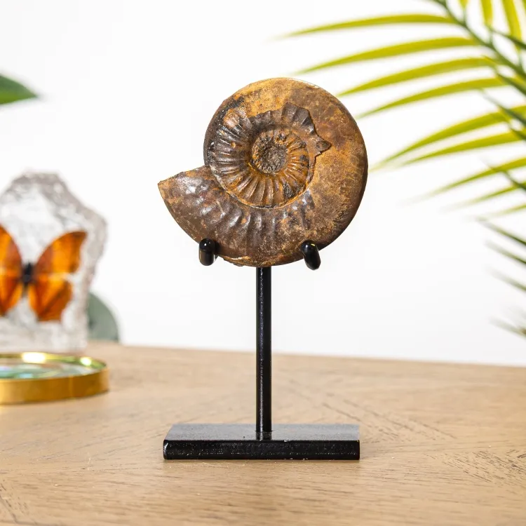 Jurassic Aalenian Ammonite Fossil on Stand (Erycites sp)