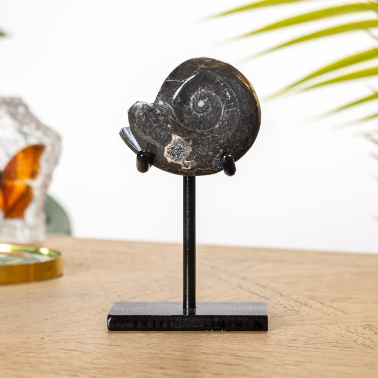 Goniatite Ammonite on Stand (Goniatitida sp)