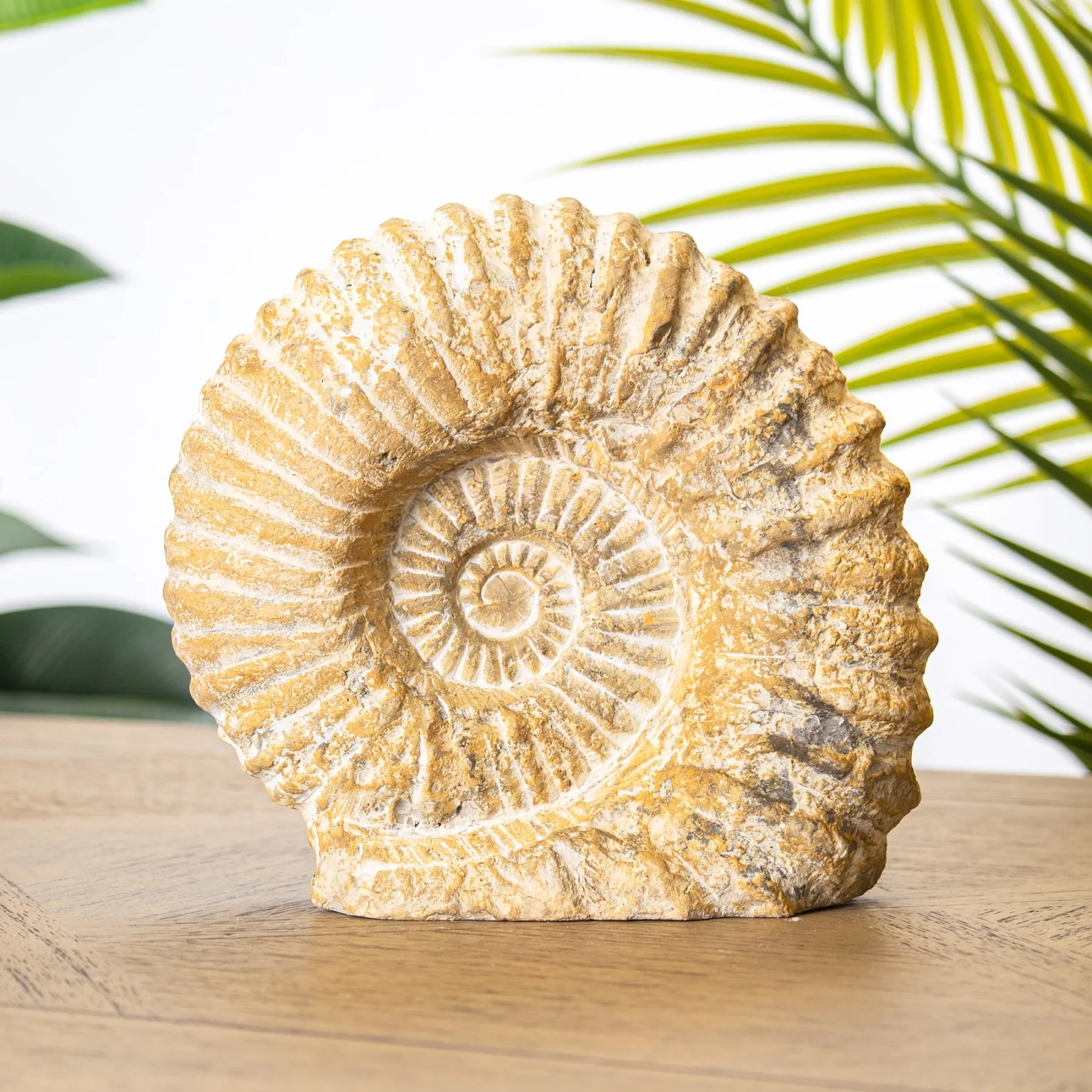 Minibeast Da appoggio fossile di ammonite di Agadir (Acanthoceras sp)