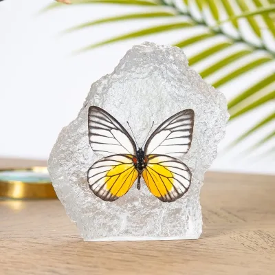 Redspot Sawtooth Butterfly in Resin (Prioneris philonome)