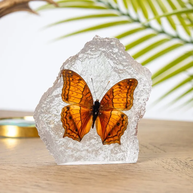 Malay Cruiser Butterfly in Resin (Vindula dejone)