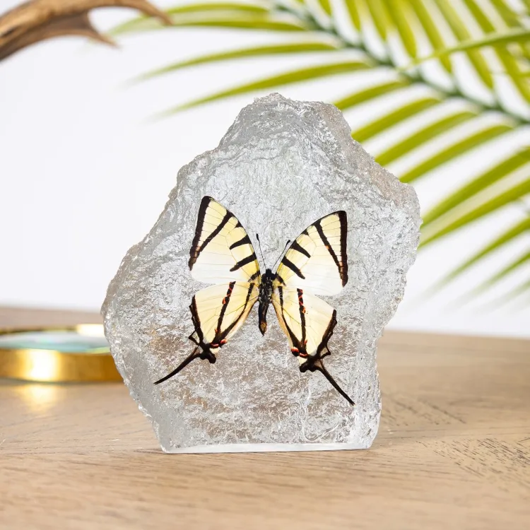Fourbar Swallowtail Butterfly in Resin (Graphium agetes)