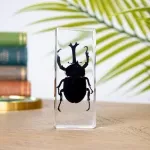 Minibeast Rhino Beetle in Resin Block (Allomyrina dichotoma)