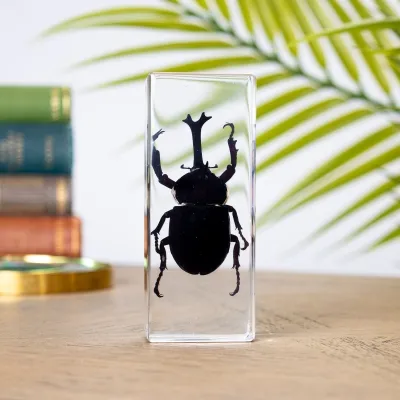 Rhino Beetle in Resin Block (Allomyrina dichotoma)
