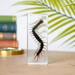 Minibeast Centipede in Resin Block