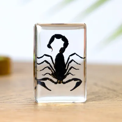 Scorpion in Resin Block