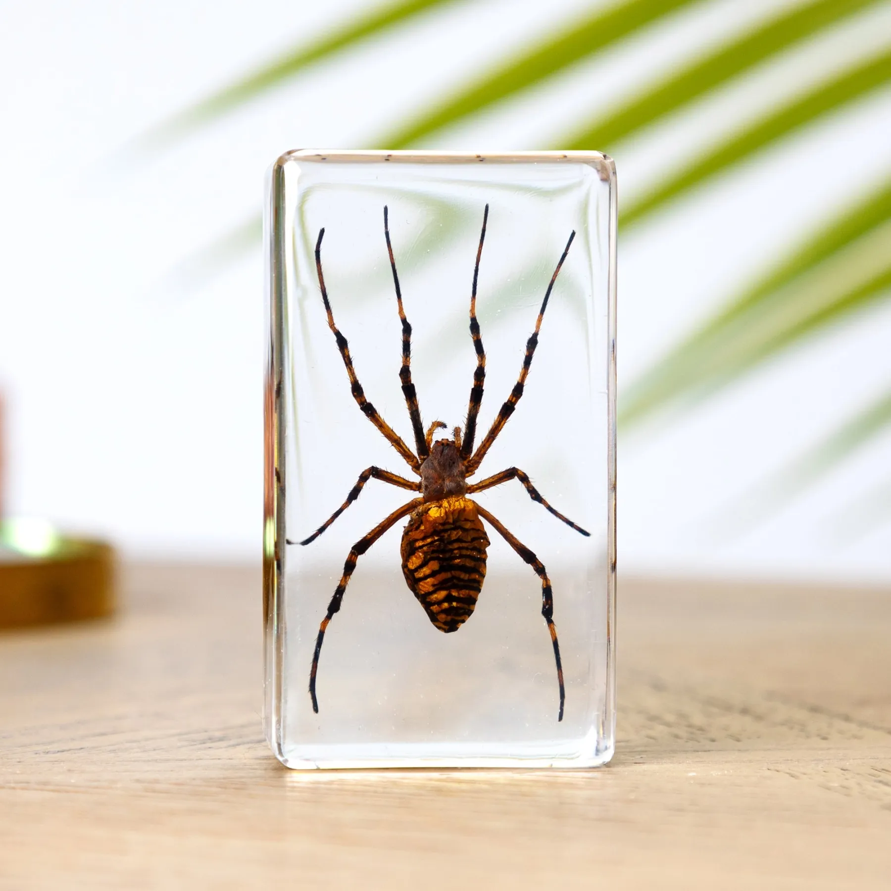 Minibeast Spider in Resin Block