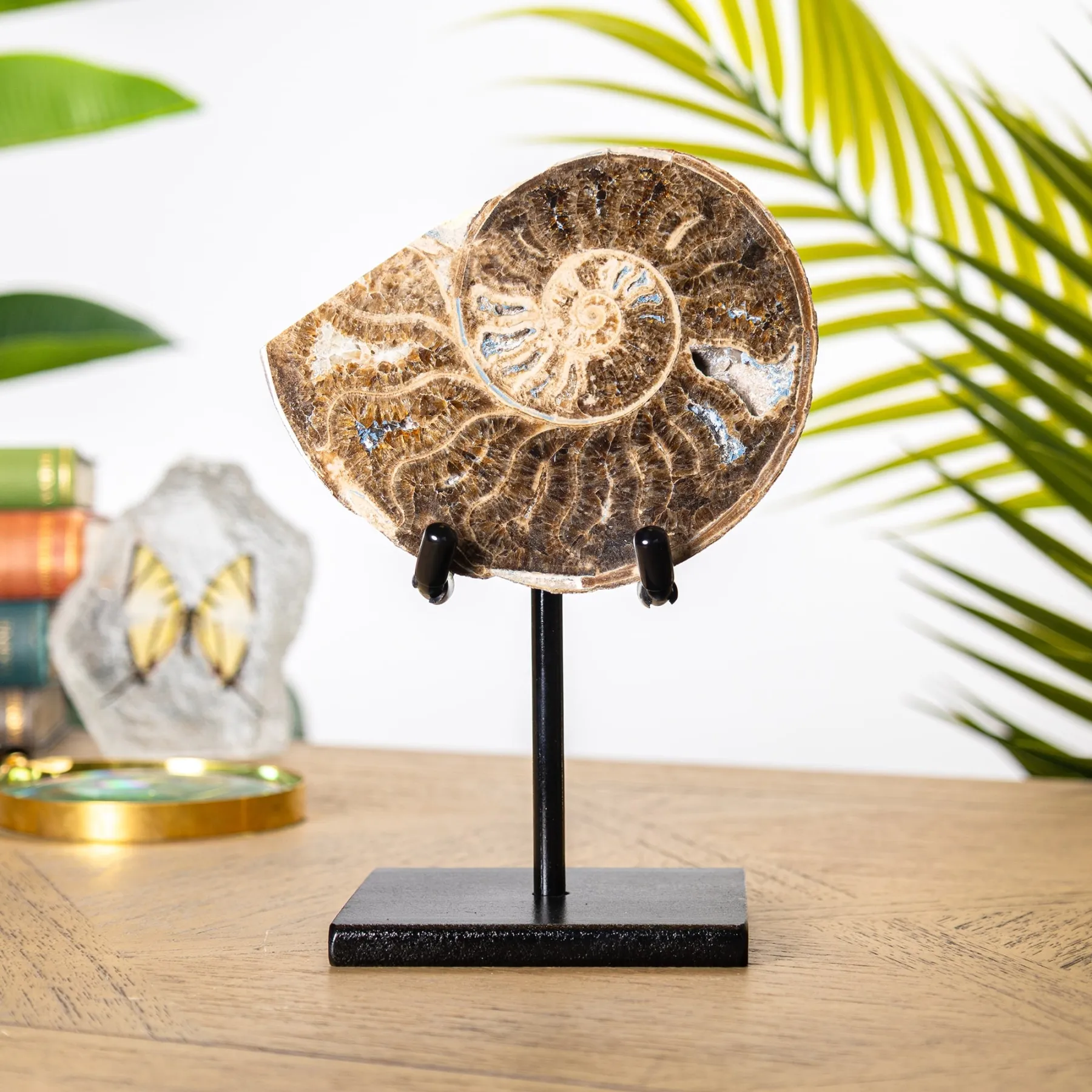 Minibeast Jurassic Ammoniet Fossiel Gezaagd & Gepolijst op Standaard (Chofaticeras sp)
