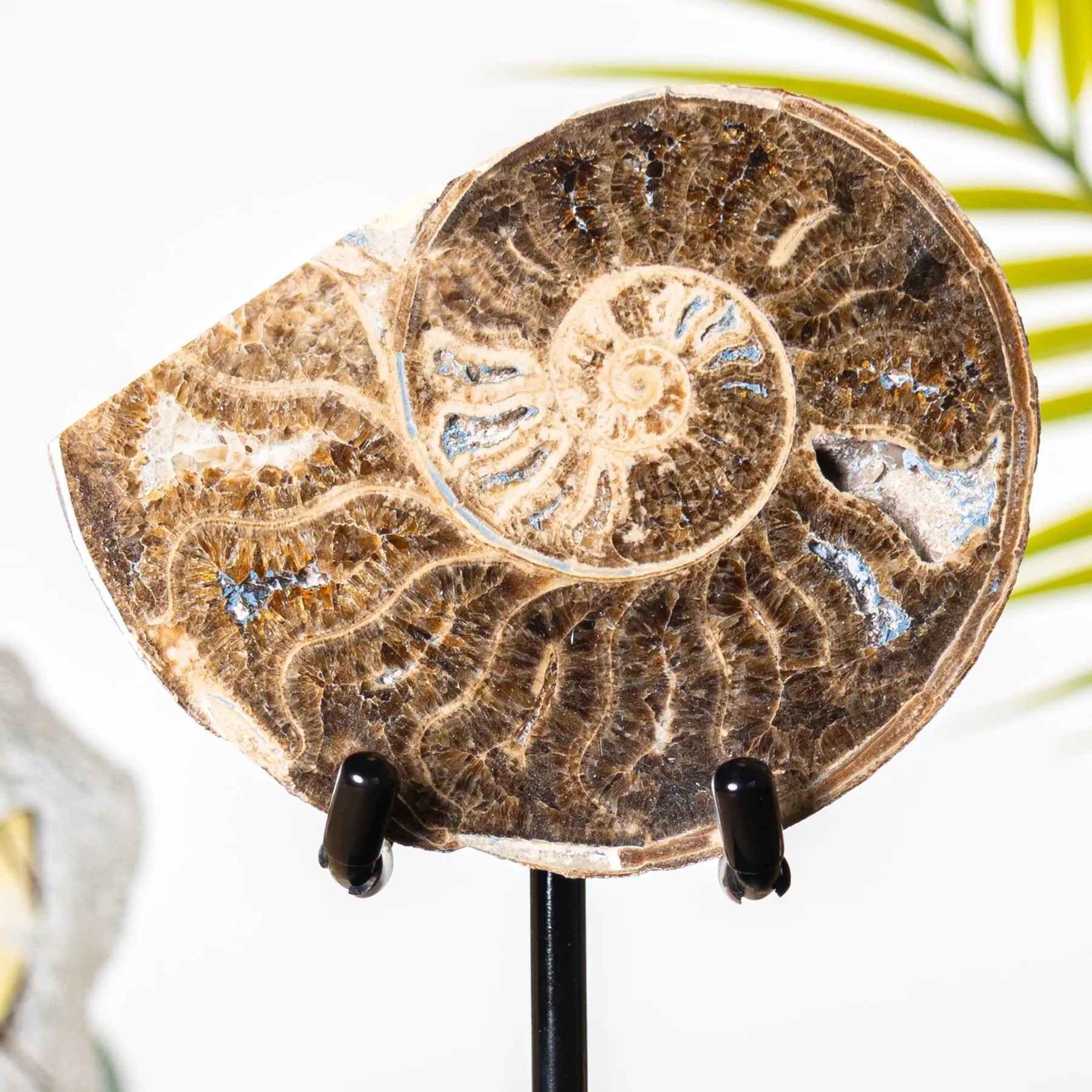 Minibeast Jurassic Ammoniet Fossiel Gezaagd & Gepolijst op Standaard (Chofaticeras sp)