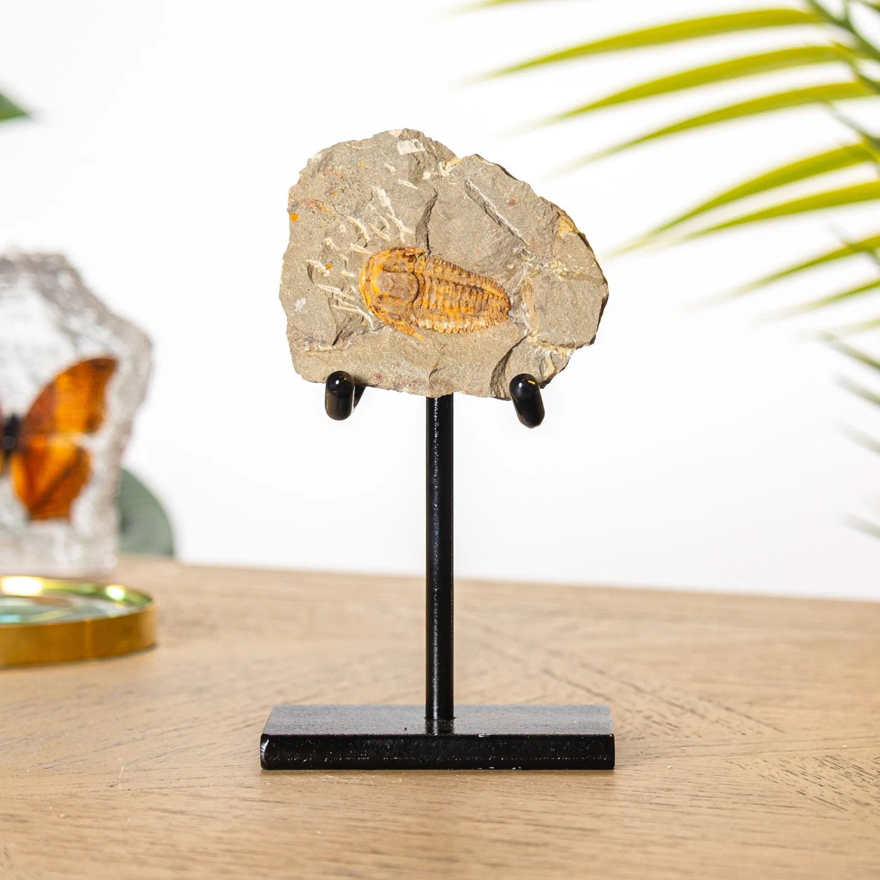 Minibeast Trilobite Kingaspidoides su Supporto (Kingaspidoides sp)