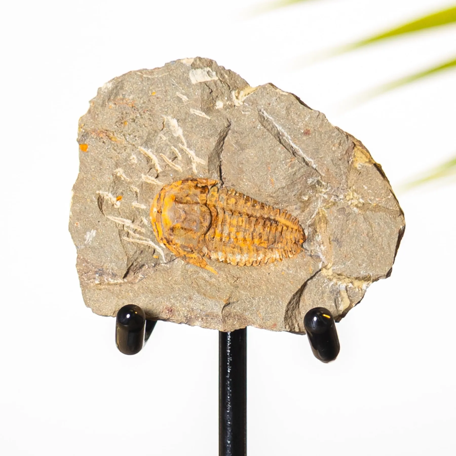 Minibeast Trilobite Kingaspidoides su Supporto (Kingaspidoides sp)