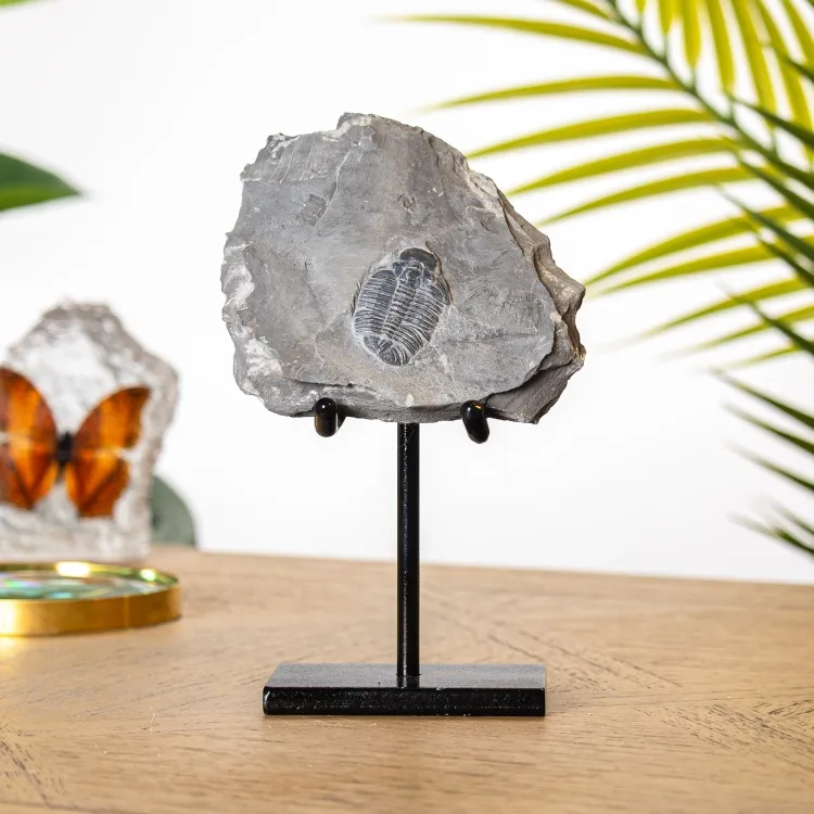 Elrathia kingii Trilobite Fossil on Stand (Elrathia kingii)