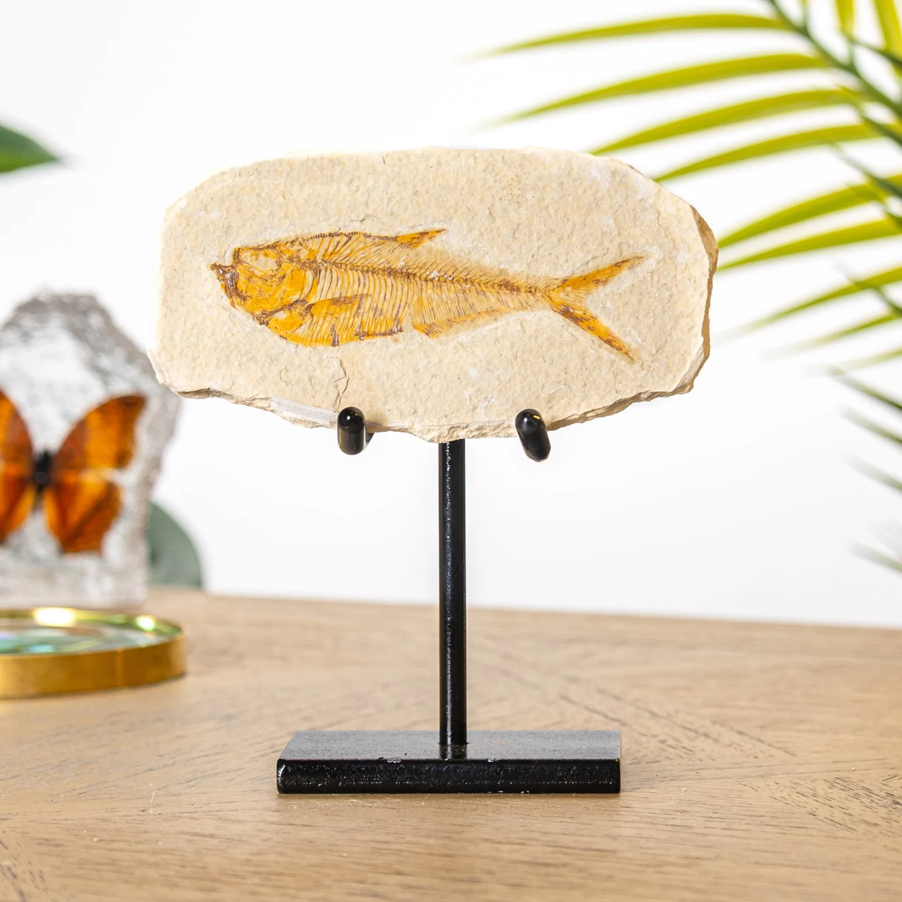 Minibeast Tan Diplomystus Fish Fossil on Stand (Diplomystus dentatus)