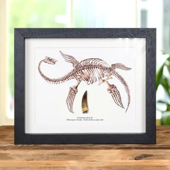 Plesiosaur Dinosaur Tooth Fossil & Illustration In Box Frame (Plesiosaurus sp)