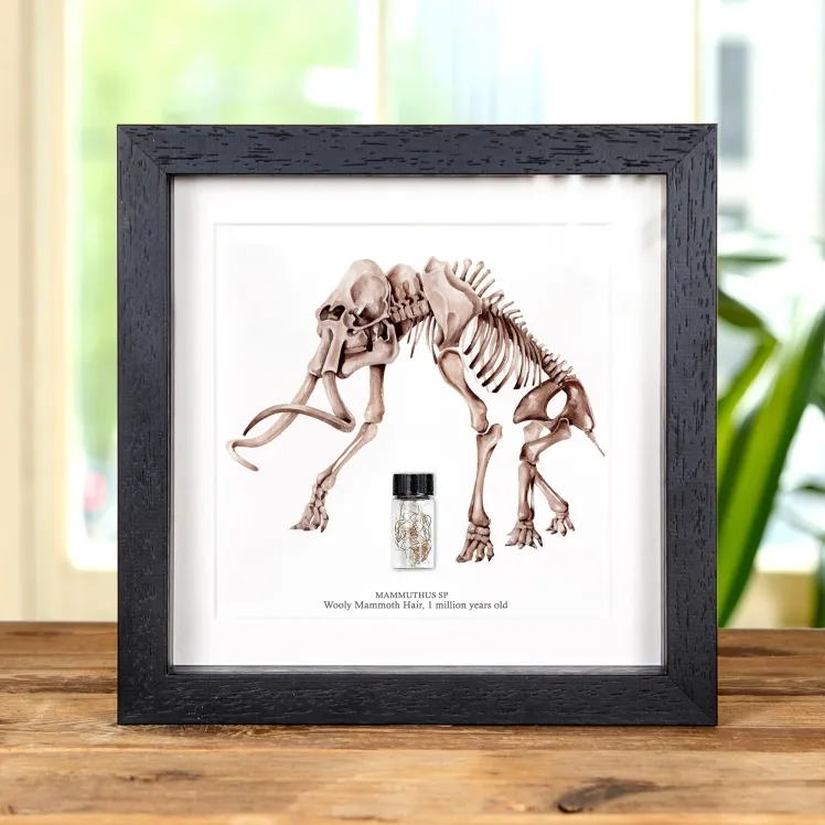 Woolly Mammoth Hair in Vial In Box Frame (Mammuthus sp)