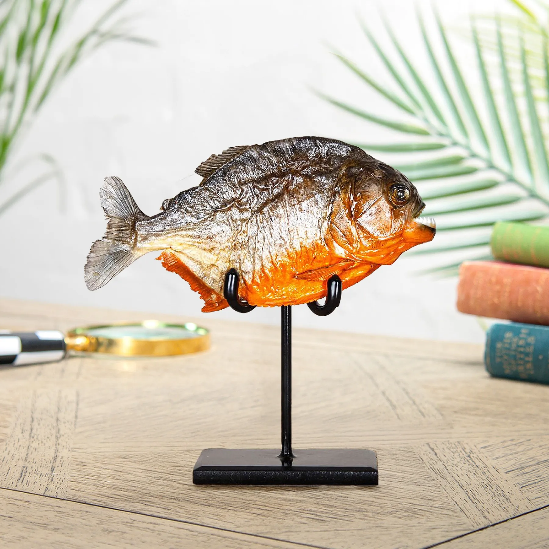Minibeast Rotbauch-Piranha auf einem Ständer (Pygocentrus nattereri)