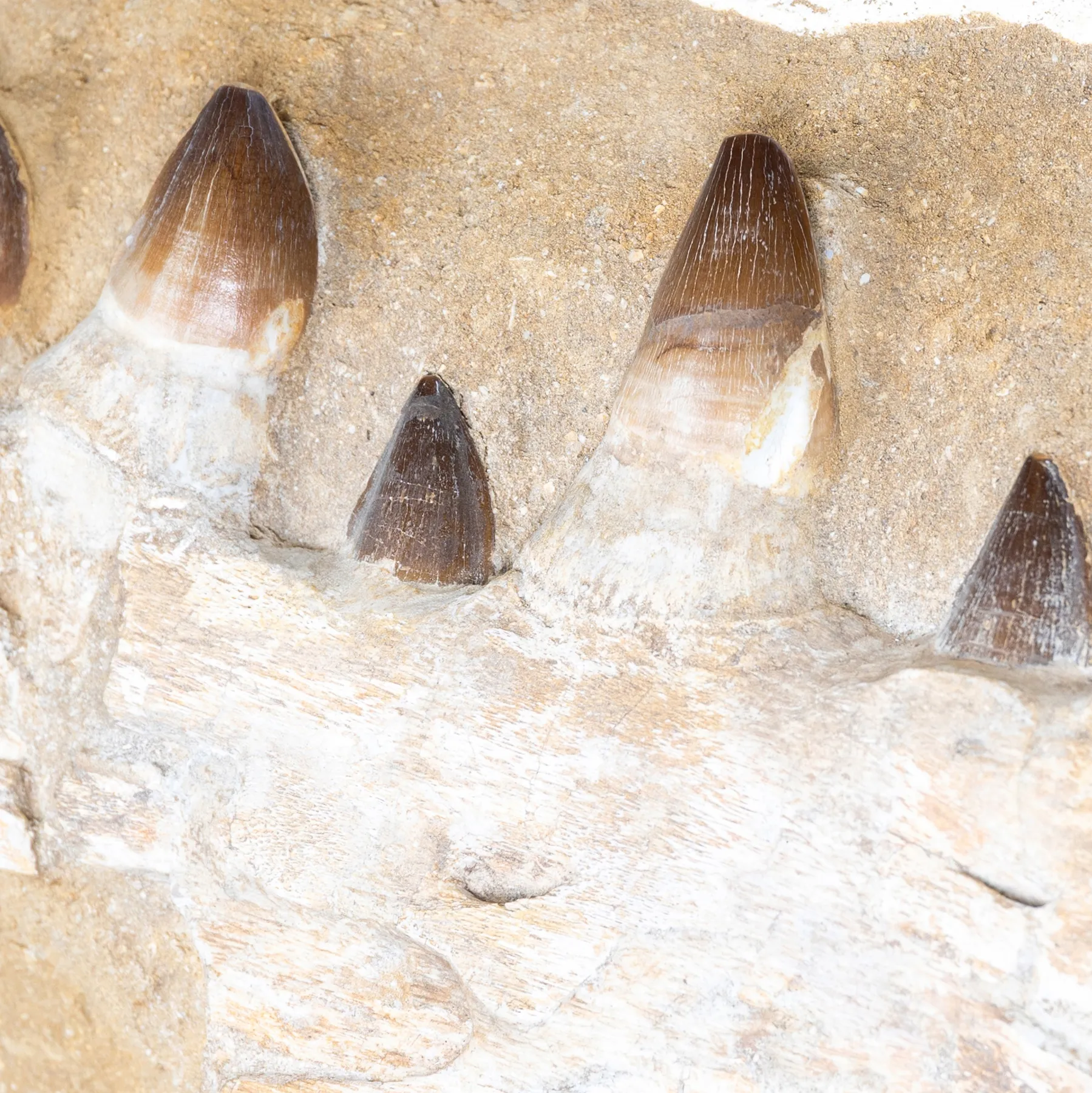 XXL Original Mosasaur Jaw Fossil on Museum Display Stand (Mosasauridae sp)
