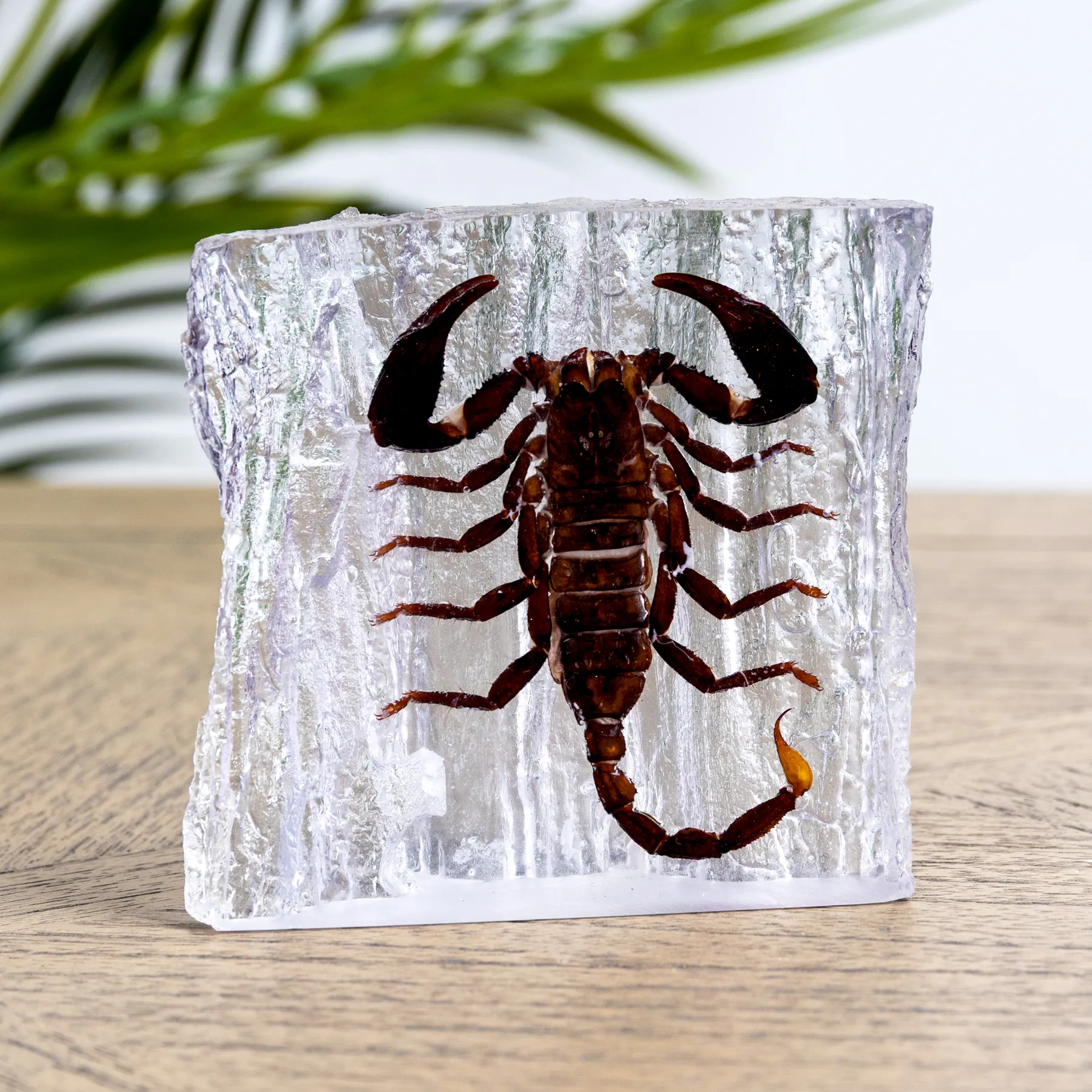 Giant Forest Scorpion In Resin (Heterometrus sp) Minibeast Giant Forest Scorpion In Resin (Heterometrus sp)