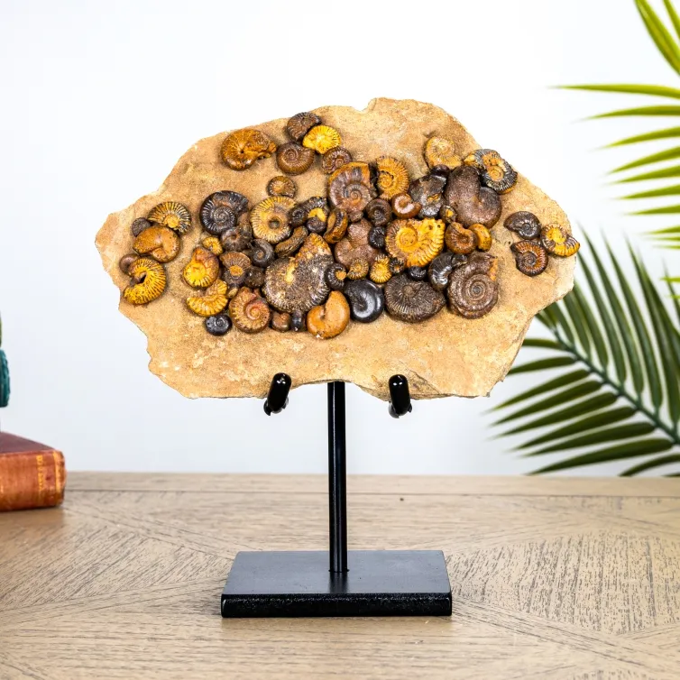 Ammonite Fossil Plate on Stand (Phylloceras sp & Cleoniceras sp)