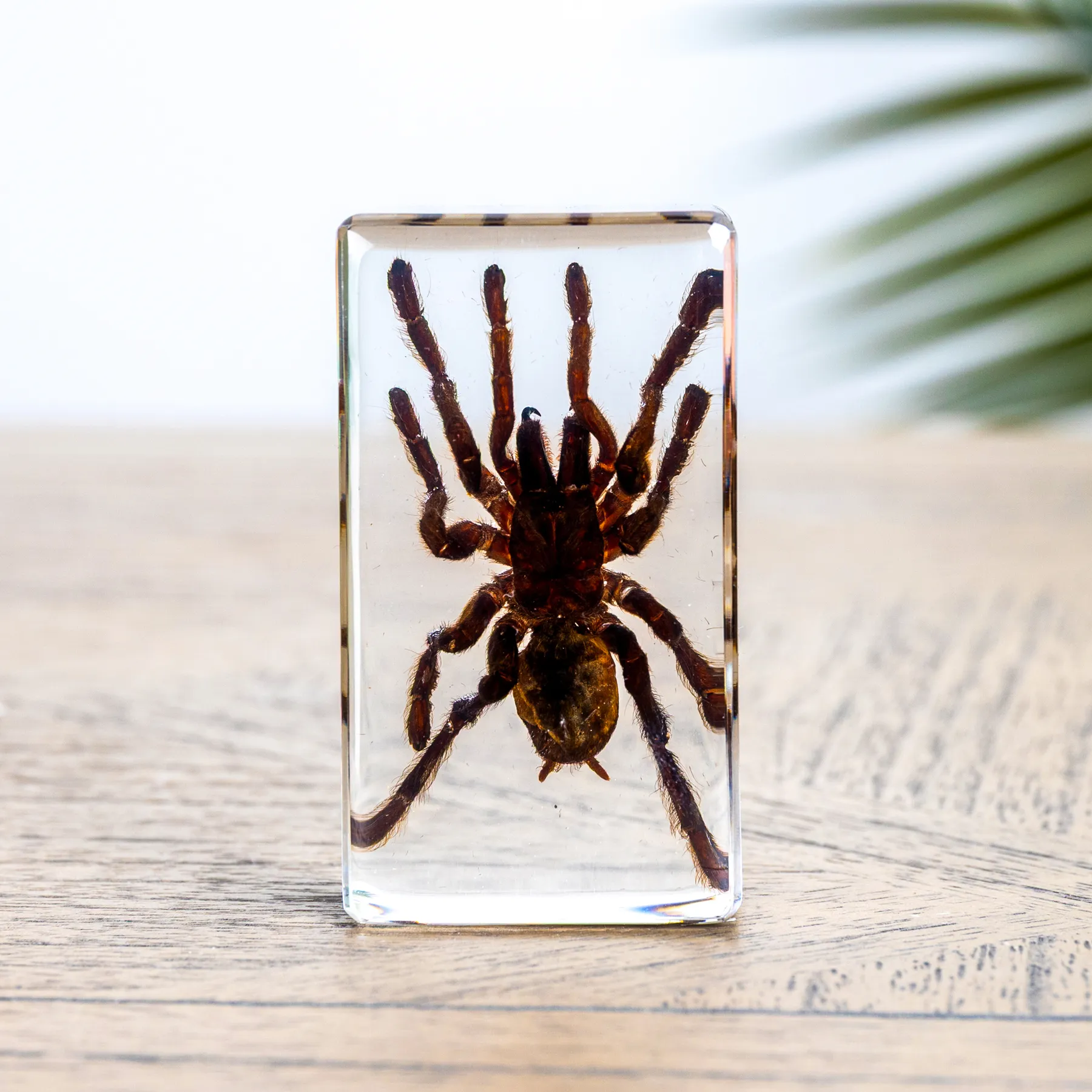 Minibeast Tarantula in Hars