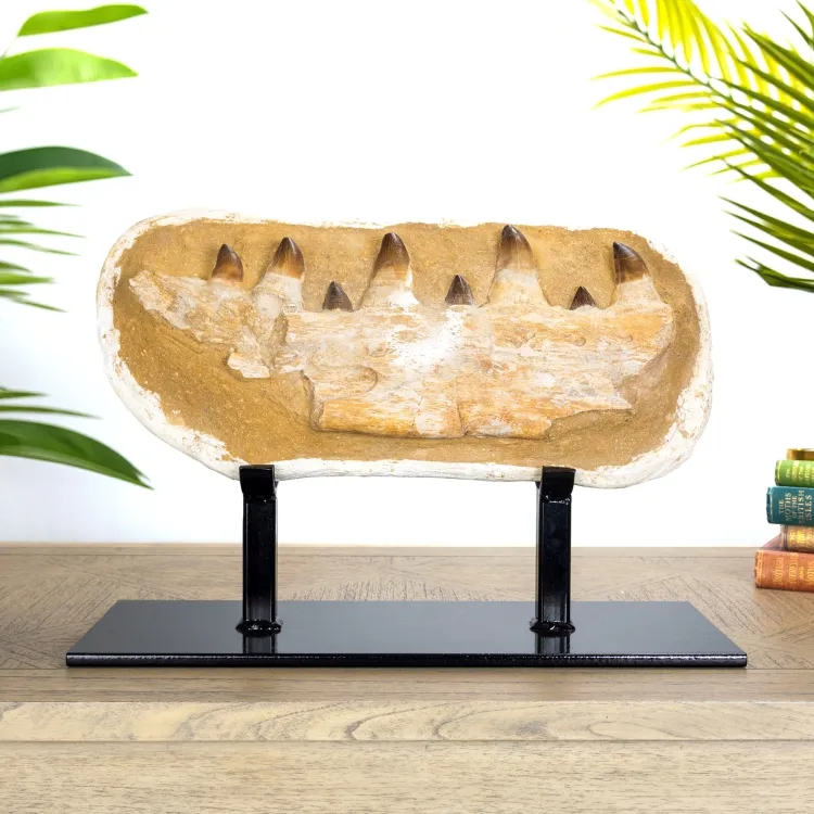 XXL Original Mosasaur Jaw Fossil on Museum Display Stand (Mosasauridae sp)