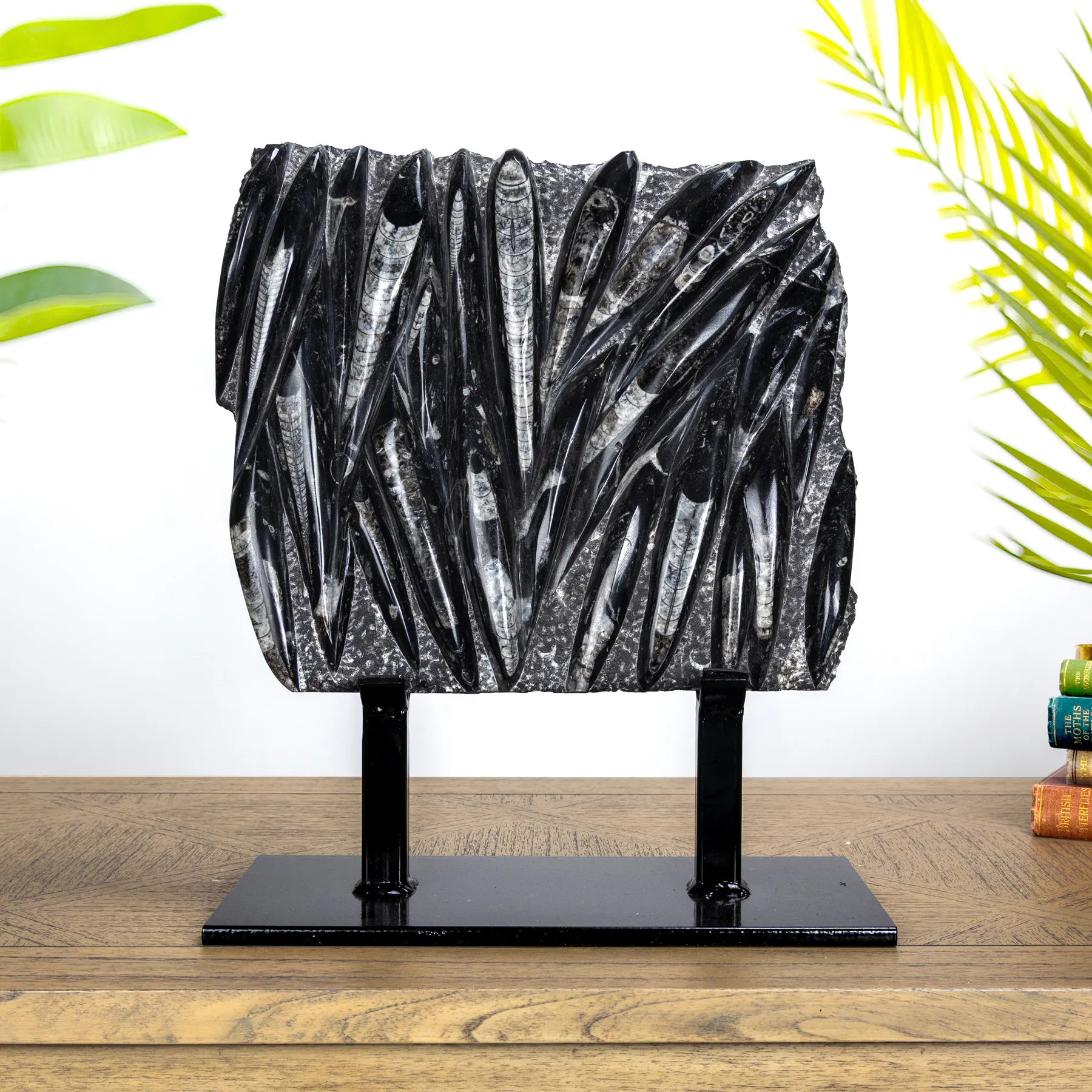 Minibeast XXL Orthoceras Slab Fossil on Museum Stand (Orthoceras sp)