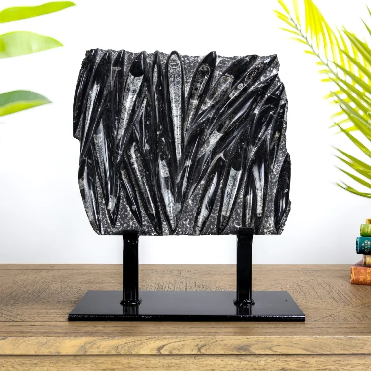 XXL Orthoceras Slab Fossil on Museum Stand (Orthoceras sp)