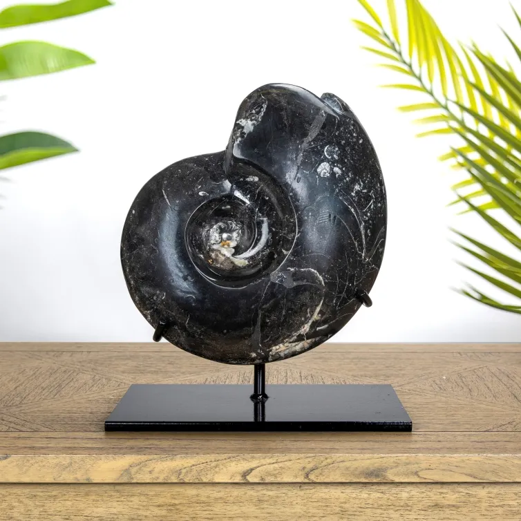 XXL Goniatite Ammonite Fossil on Museum Stand (Goniatite sp)