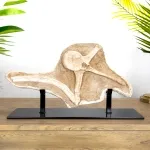 Minibeast Spinosaurus Vertebrae, Rib & Sail Bone on Museum Stand (Spinosaurus aegyptiacus)