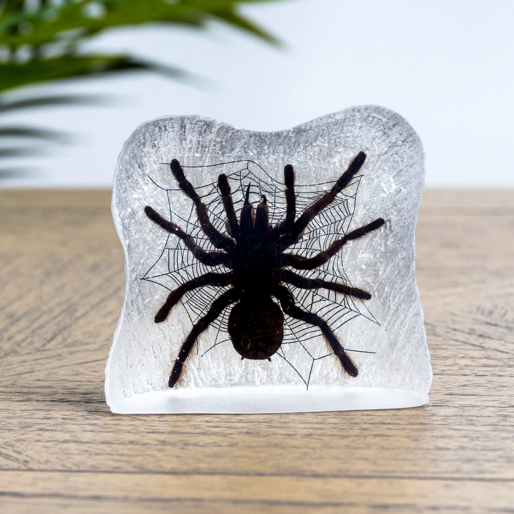 Minibeast Tarantula met web in hars