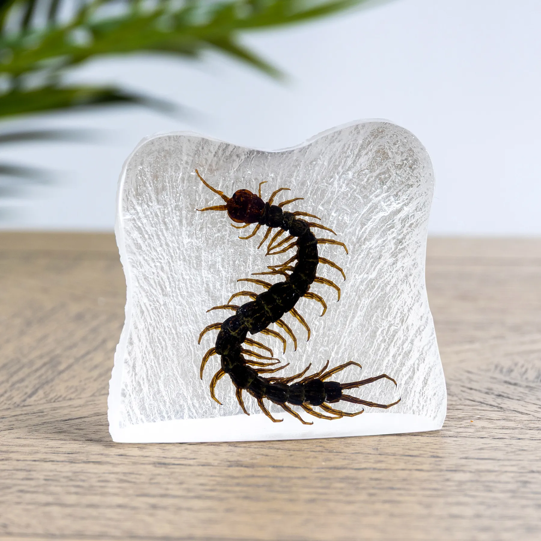 Centipede in Resin (Centipede) Minibeast Centipede in Resin (Centipede)