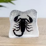 Minibeast Asian Forest Scorpion in Resin (Heterometrus)