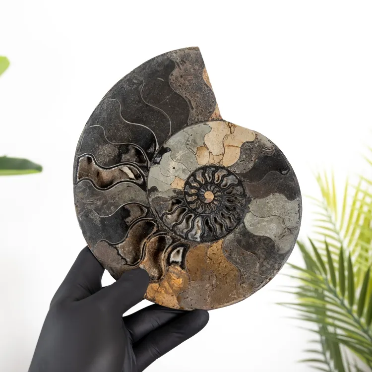 8,00 Zoll Ammonit Schnitt &amp; Polierter Fossil (Cleoniceras sp)