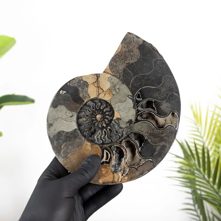 8,00 Pollici Ammonite Tagliato e Fossile Lucidato (Cleoniceras sp)
