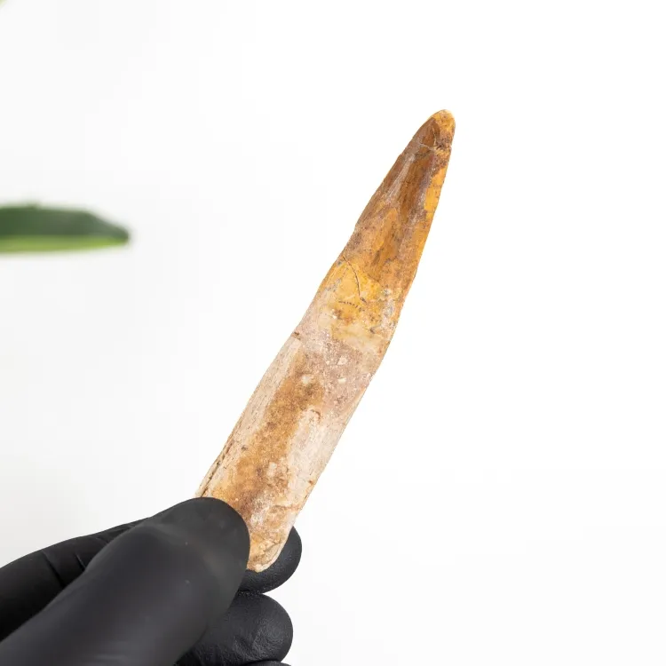 3.78 inch Spinosaurus Tooth Fossil (Spinosaurus aegyptiacus)