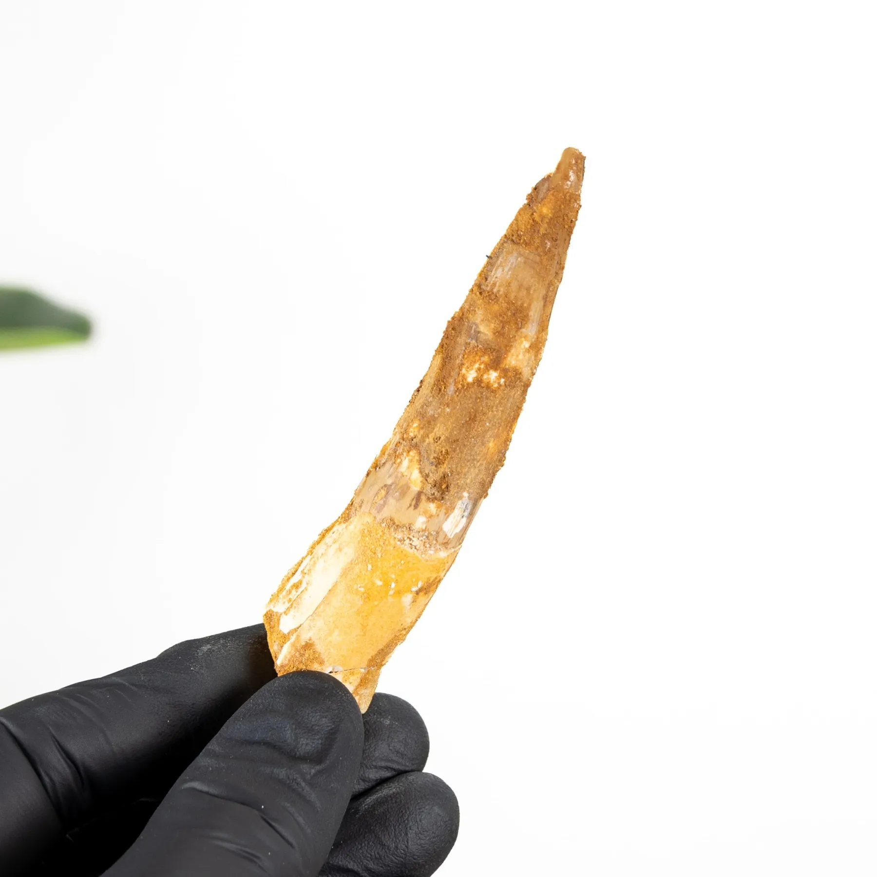3.95 Inch Spinosaurus Tooth Fossil (Spinosaurus aegyptiacus) Minibeast 3.95 Inch Spinosaurus Tooth Fossil (Spinosaurus aegyptiacus)