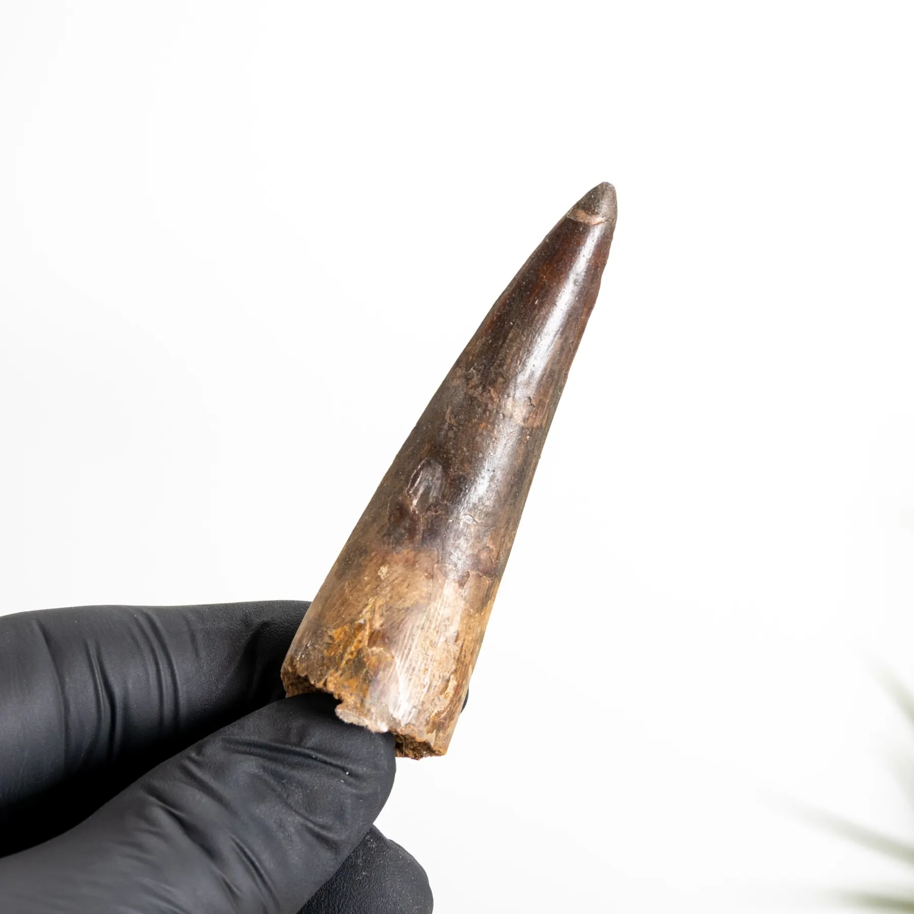 2.82 Inch Spinosaurus Tooth Fossil (Spinosaurus aegyptiacus) Minibeast 2.82 Inch Spinosaurus Tooth Fossil (Spinosaurus aegyptiacus)
