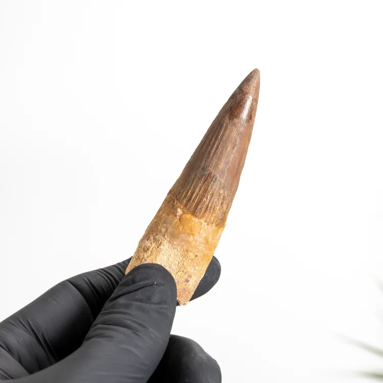 3.16 Inch Spinosaurus Tooth Fossil (Spinosaurus aegyptiacus)
