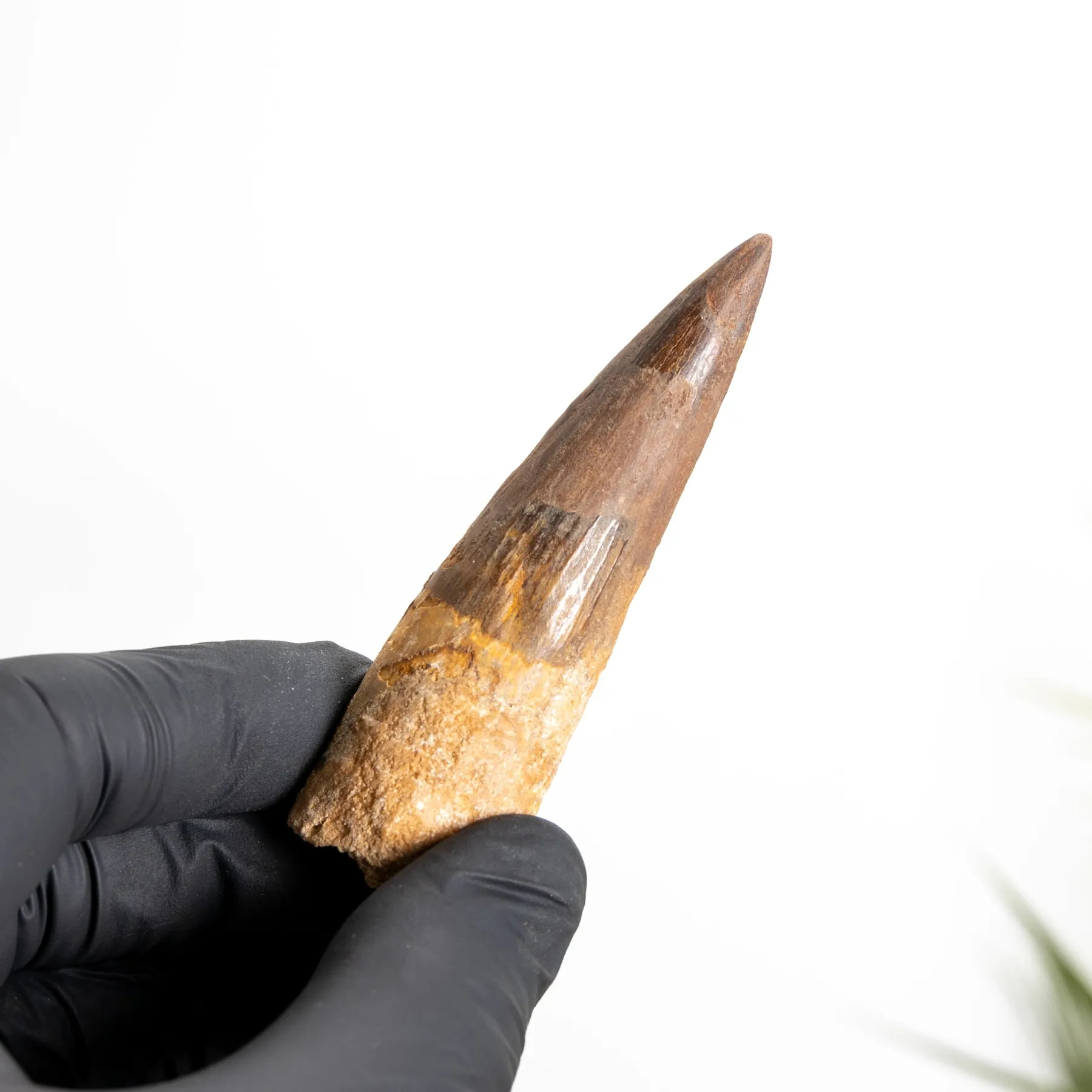 3.16 Inch Spinosaurus Tooth Fossil (Spinosaurus aegyptiacus) Minibeast 3.16 Inch Spinosaurus Tooth Fossil (Spinosaurus aegyptiacus)