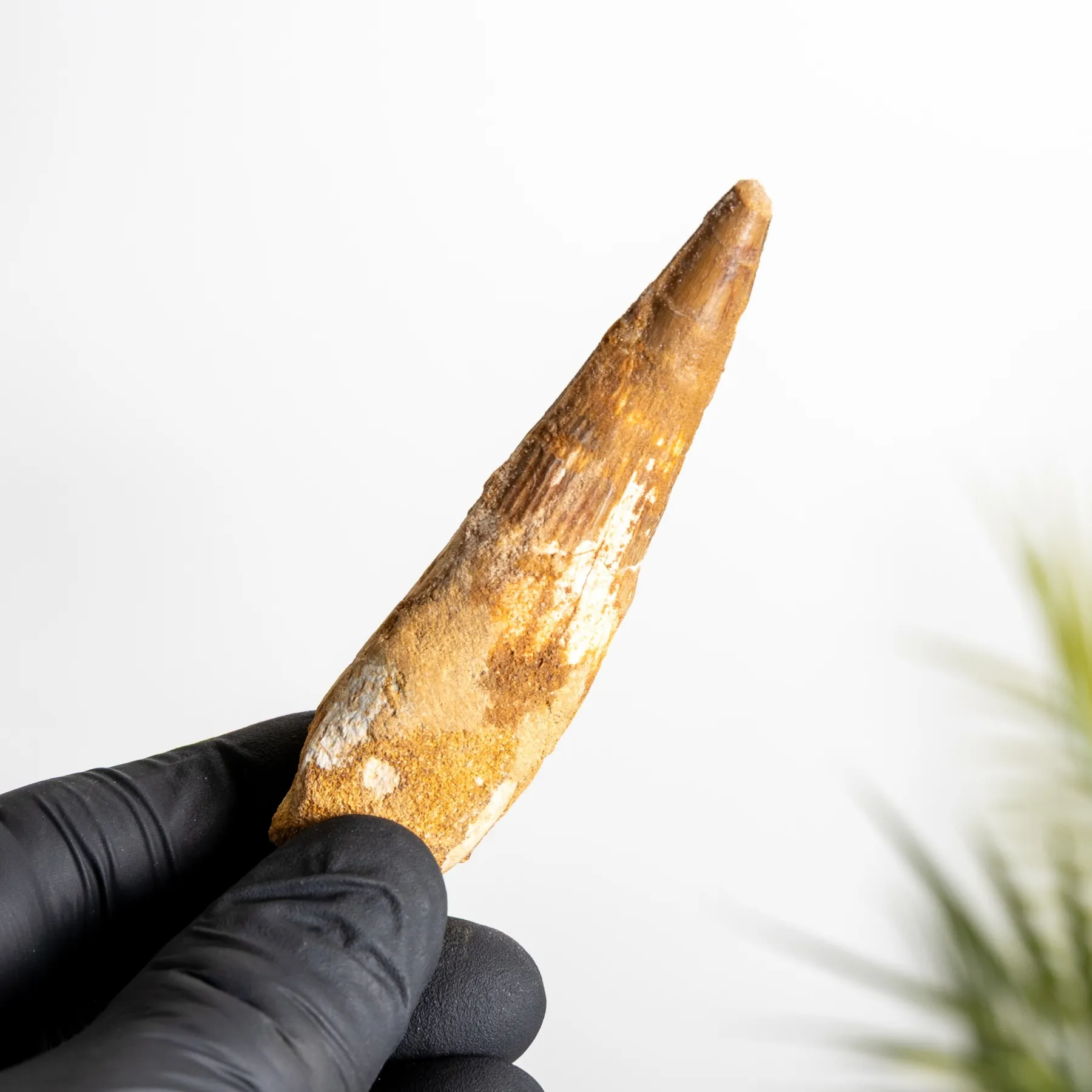 3.21 Inch Spinosaurus Tooth Fossil (Spinosaurus aegyptiacus) Minibeast 3.21 Inch Spinosaurus Tooth Fossil (Spinosaurus aegyptiacus)