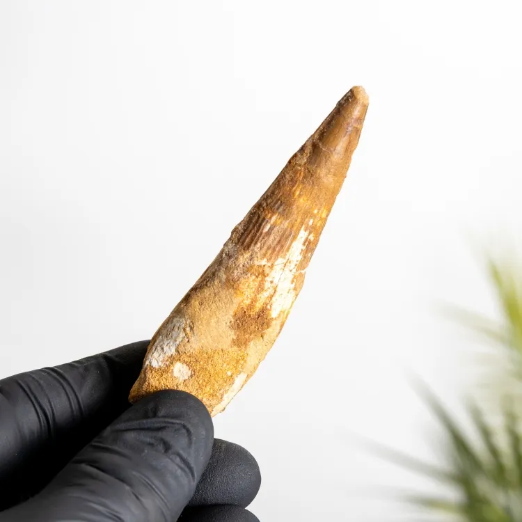 3.21 Inch Spinosaurus Tooth Fossil (Spinosaurus aegyptiacus)