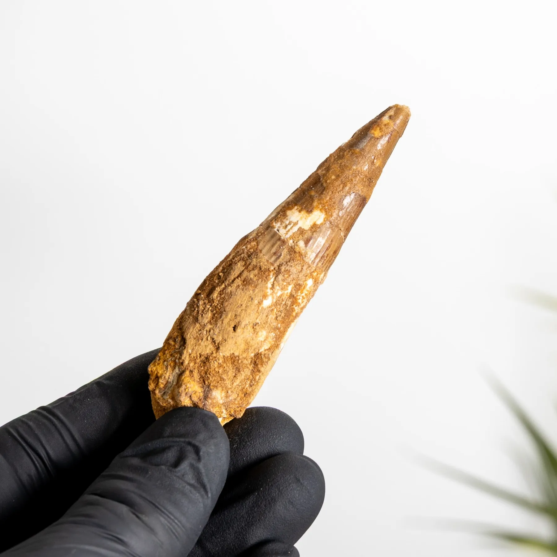 3.21 Inch Spinosaurus Tooth Fossil (Spinosaurus aegyptiacus) Minibeast 3.21 Inch Spinosaurus Tooth Fossil (Spinosaurus aegyptiacus)