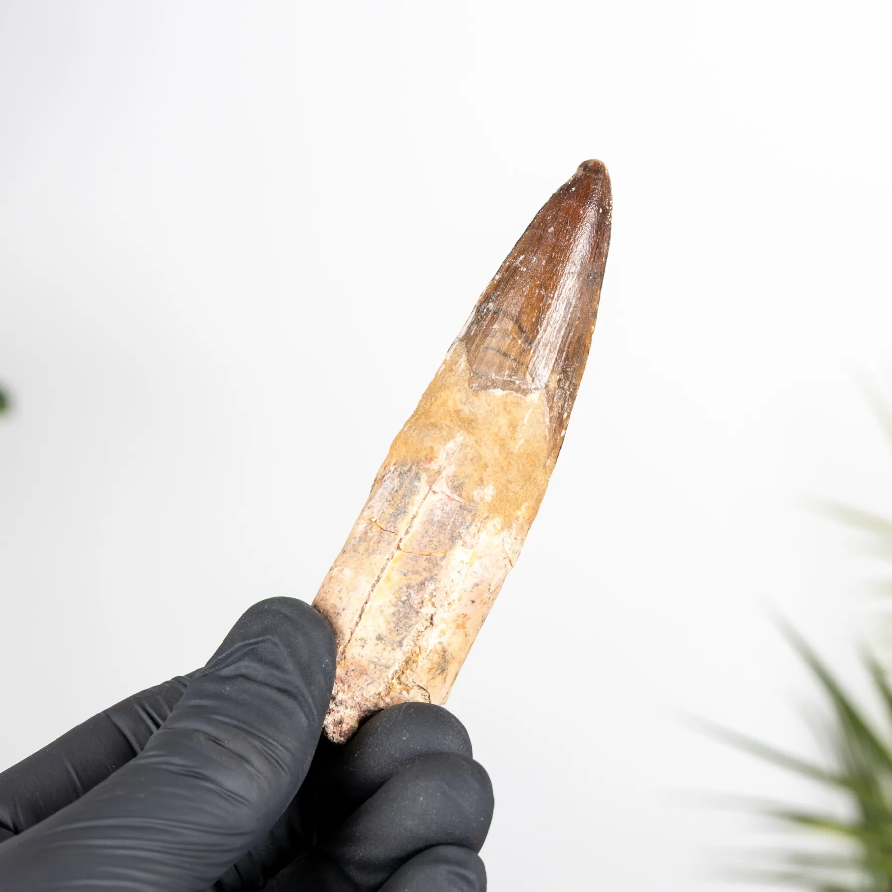 3.71 Inch Spinosaurus Tooth Fossil (Spinosaurus aegyptiacus) Minibeast 3.71 Inch Spinosaurus Tooth Fossil (Spinosaurus aegyptiacus)