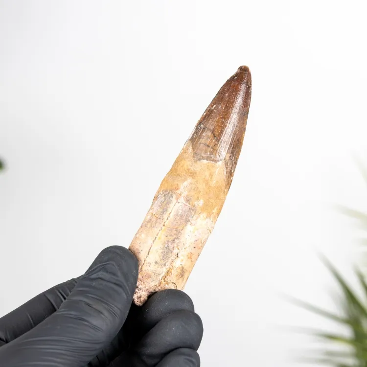 3,71 pulgadas Fósil de Diente de Spinosaurus (Spinosaurus aegyptiacus)