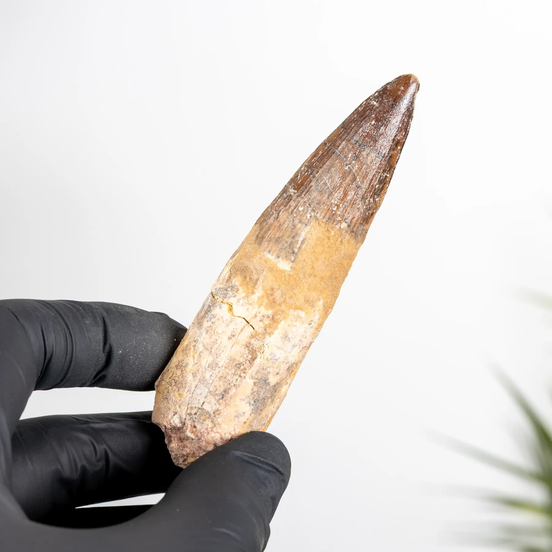 3.71 Inch Spinosaurus Tooth Fossil (Spinosaurus aegyptiacus) Minibeast 3.71 Inch Spinosaurus Tooth Fossil (Spinosaurus aegyptiacus)