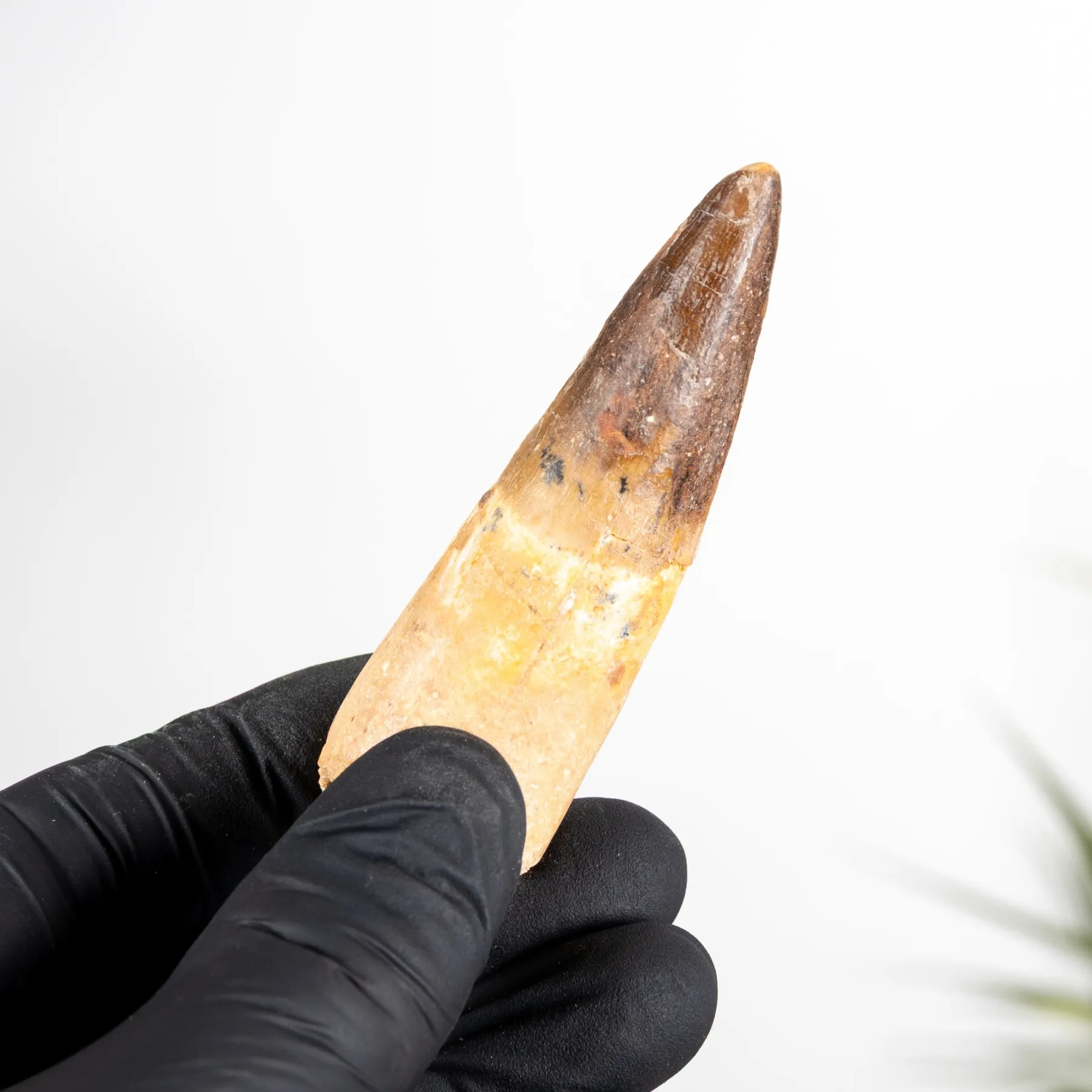2.83 Inch Spinosaurus Tooth Fossil (Spinosaurus aegyptiacus) Minibeast 2.83 Inch Spinosaurus Tooth Fossil (Spinosaurus aegyptiacus)